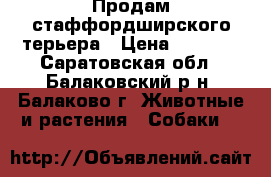 Продам стаффордширского терьера › Цена ­ 5 500 - Саратовская обл., Балаковский р-н, Балаково г. Животные и растения » Собаки   